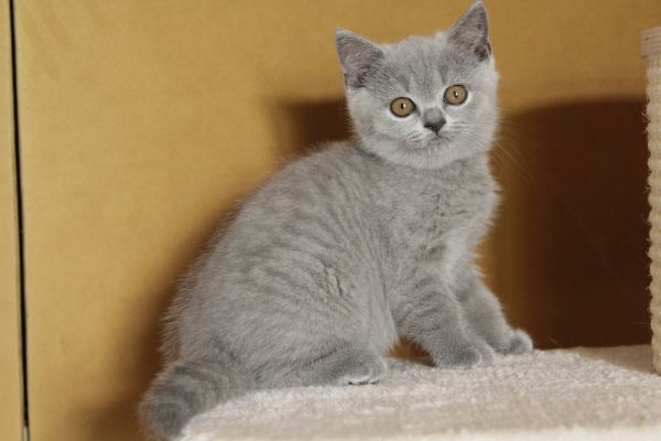 Cuccioli british Shorthair cucciolibritishshorthair-64b043091564a.jpeg