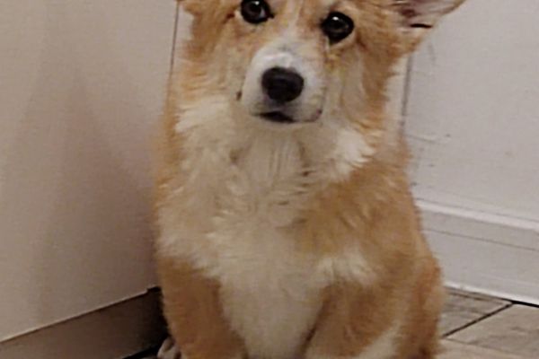 Corgi gallese Pembroke cuccioli corgigallesepembrokecuccioli.jpg