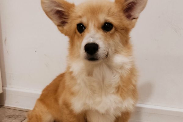 Corgi gallese Pembroke cuccioli corgigallesepembrokecuccioli1.jpg