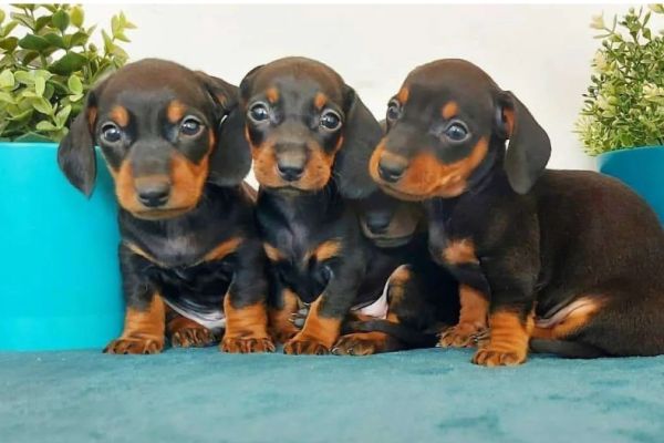 Bassotto pelo corto cuccioli bassottopelocortocuccioli.jpg