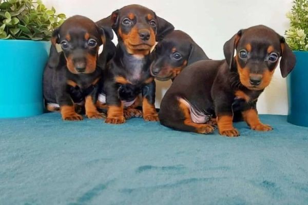 Bassotto pelo corto cuccioli bassottopelocortocuccioli1.jpg