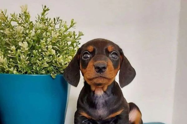 Bassotto pelo corto cuccioli bassottopelocortocuccioli12.jpg
