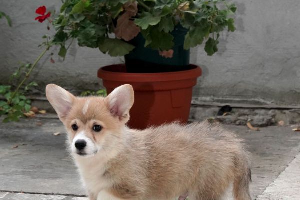 Corgi gallese Pembroke Cuccioli TOP corgigallesepembrokecucciolito1.jpg