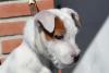 Jack russell terrier cuccioli 406774a.jpg