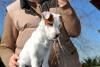 Jack russell terrier cuccioli 406774b.jpg