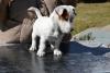 Jack russell terrier cuccioli 406774c.jpg