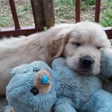 Meravigliosi cuccioli di Golden Retriever MeravigliosicucciolidiGoldenRetriever.jpg