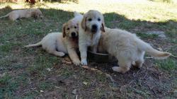 Meravigliosi cuccioli di Golden Retriever MeravigliosicucciolidiGoldenRetriever123.jpg