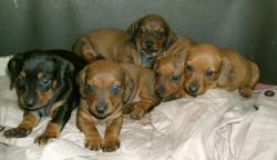 Bassotto tedesco cuccioli Bassottotedescocuccioli.jpg