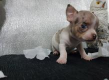 Chihuahua pelo raso bianco contesta merle toy Chihuahuapelorasobiancocontestamerletoy.jpg