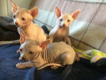 3 cuccioli maschi di Canadian Sphynx 3cucciolimaschidiCanadianSphynx-5cf4eb2fd5d51.jpg