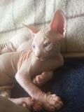 3 cuccioli maschi di Canadian Sphynx 3cucciolimaschidiCanadianSphynx-5cf4eb50d0be9.jpg