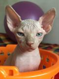 3 cuccioli maschi di Canadian Sphynx 3cucciolimaschidiCanadianSphynx-5cf4eb7649944.jpg