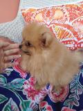 Spitz pomerania nano Spitzpomeranianano1.jpg