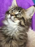 Cuccioli maine coon con pedigree Cucciolimainecoonconpedigree-5cc5b5e94f297.jpg