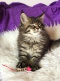 Cuccioli maine coon con pedigree Cucciolimainecoonconpedigree-5cc5b5ffd22bf.jpg