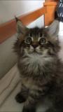 Cuccioli maine coon con pedigree Cucciolimainecoonconpedigree-5cc5b65a14abe.jpg