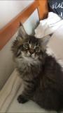 Cuccioli maine coon con pedigree Cucciolimainecoonconpedigree-5cc5b65b368d4.jpg