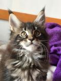 Cuccioli maine coon con pedigree Cucciolimainecoonconpedigree-5cc5b65bbb28d.jpg