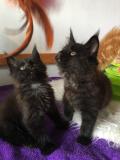 Cuccioli maine coon con pedigree Cucciolimainecoonconpedigree-5cc5b6c5db9f9.jpg