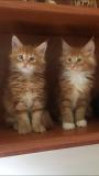 Cuccioli maine coon con pedigree Cucciolimainecoonconpedigree-5cc5b6c604564.jpg