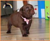 labrador cuccioli con pedigree labradorcuccioliconpedigree1.jpg