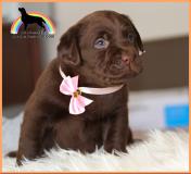 labrador cuccioli con pedigree labradorcuccioliconpedigree12.jpg