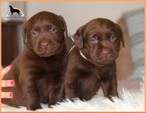 labrador cuccioli con pedigree labradorcuccioliconpedigree123.jpg