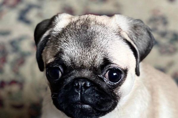 Carlino cuccioli carlinocuccioli12.jpg