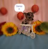 Chihuahua maschio grigio Merle toy ChihuahuamaschiogrigioMerletoy.jpg