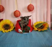 Chihuahua maschio grigio Merle toy ChihuahuamaschiogrigioMerletoy1.jpg