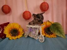 Chihuahua maschio grigio Merle toy ChihuahuamaschiogrigioMerletoy12.jpg