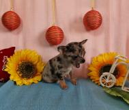 Chihuahua maschio grigio Merle toy ChihuahuamaschiogrigioMerletoy123.jpg