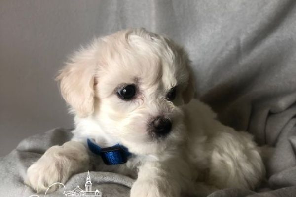 Bichon Frise cuccioli in vendita bichonfrisecuccioliinvendita12.jpg