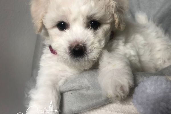 Bichon Frise cuccioli in vendita bichonfrisecuccioliinvendita12345.jpg