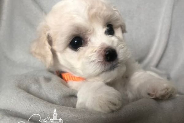 Bichon Frise cuccioli in vendita bichonfrisecuccioliinvendita123456.jpg