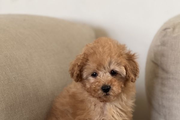Barboncino toy pedigree enci barboncinotoypedigreeenci12.jpeg