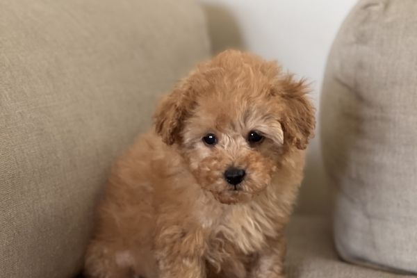 Barboncino toy pedigree enci barboncinotoypedigreeenci123.jpeg