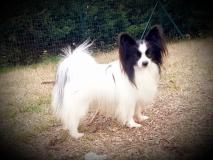 Papillon pedigree Papillonpedigree-6224fd1aad14f.jpg