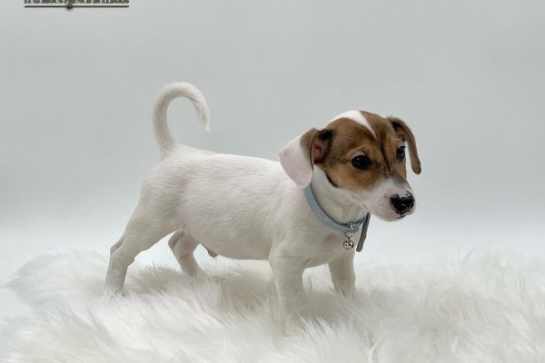 2 femmine e 2 maschietti Jack Russel 2femminee2maschiettijackrussel123.jpeg