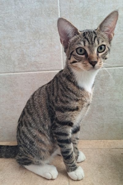 Gattino gattino1.jpg