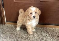 cuccioli di maltipoo tazza da tè cucciolidimaltipootazzadat1.jpg