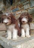Bearded Collie BeardedCollie-5da746818b604.jpg