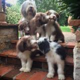 Bearded Collie BeardedCollie-5da74684752c1.jpg