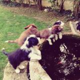 Bearded Collie BeardedCollie.jpg