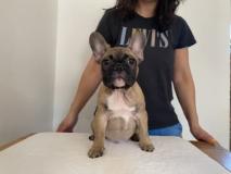 Cuccioli di Bulldog Francese con ottima genealogia - Bouledogue Français CucciolidiFrenchBulldogdiottimagenealogia-624bb661706c0.jpg