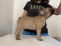 Cuccioli di Bulldog Francese con ottima genealogia - Bouledogue Français CucciolidiFrenchBulldogdiottimagenealogia-624bb66543618.jpg