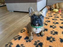 Cuccioli di Bulldog Francese con ottima genealogia - Bouledogue Français CucciolidiFrenchBulldogdiottimagenealogia-624bb67a00f68.jpg