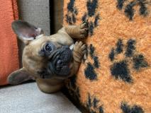 Cuccioli di Bulldog Francese con ottima genealogia - Bouledogue Français CucciolidiFrenchBulldogdiottimagenealogia.jpg