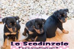 Pinscher nano Pinschernano.jpg